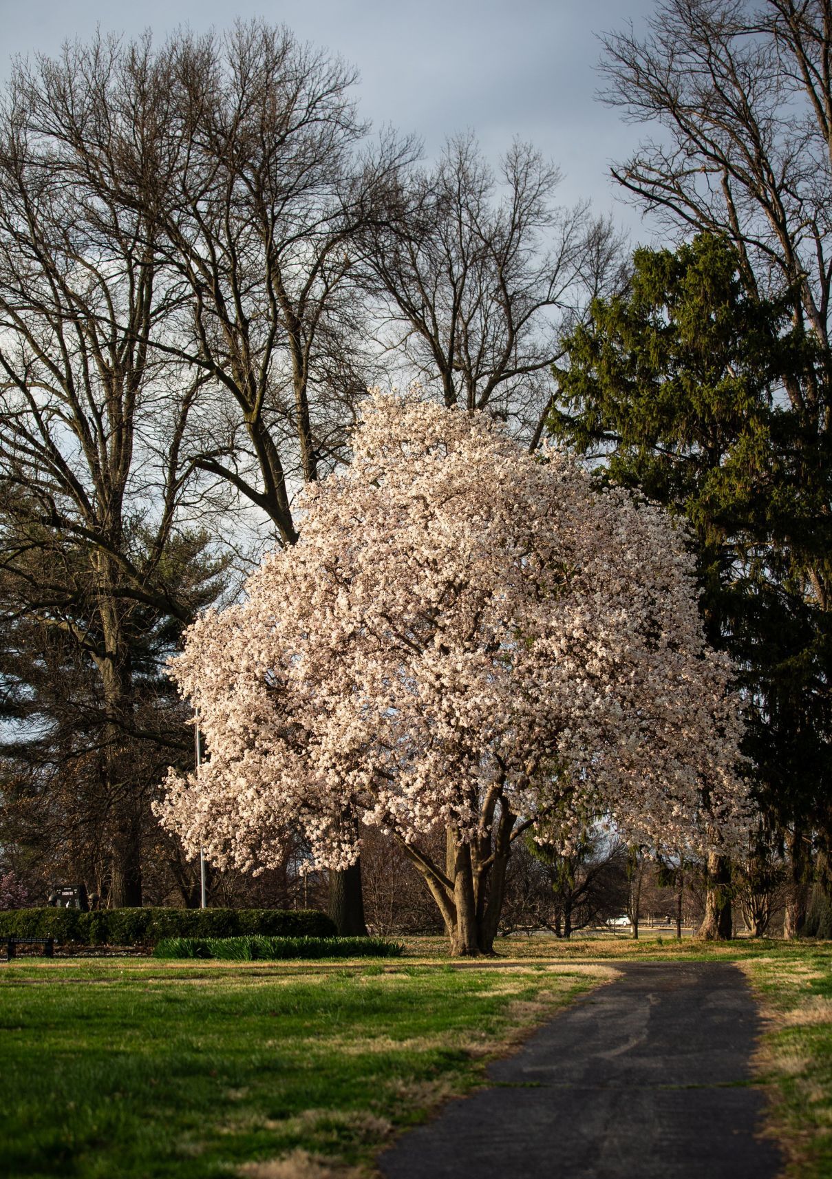 Spring blooms in St. Louis